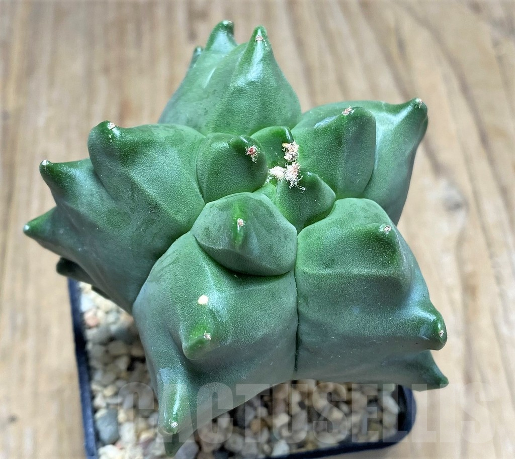 SHPR26662 Astrophytum myriostigma 'Kikko'