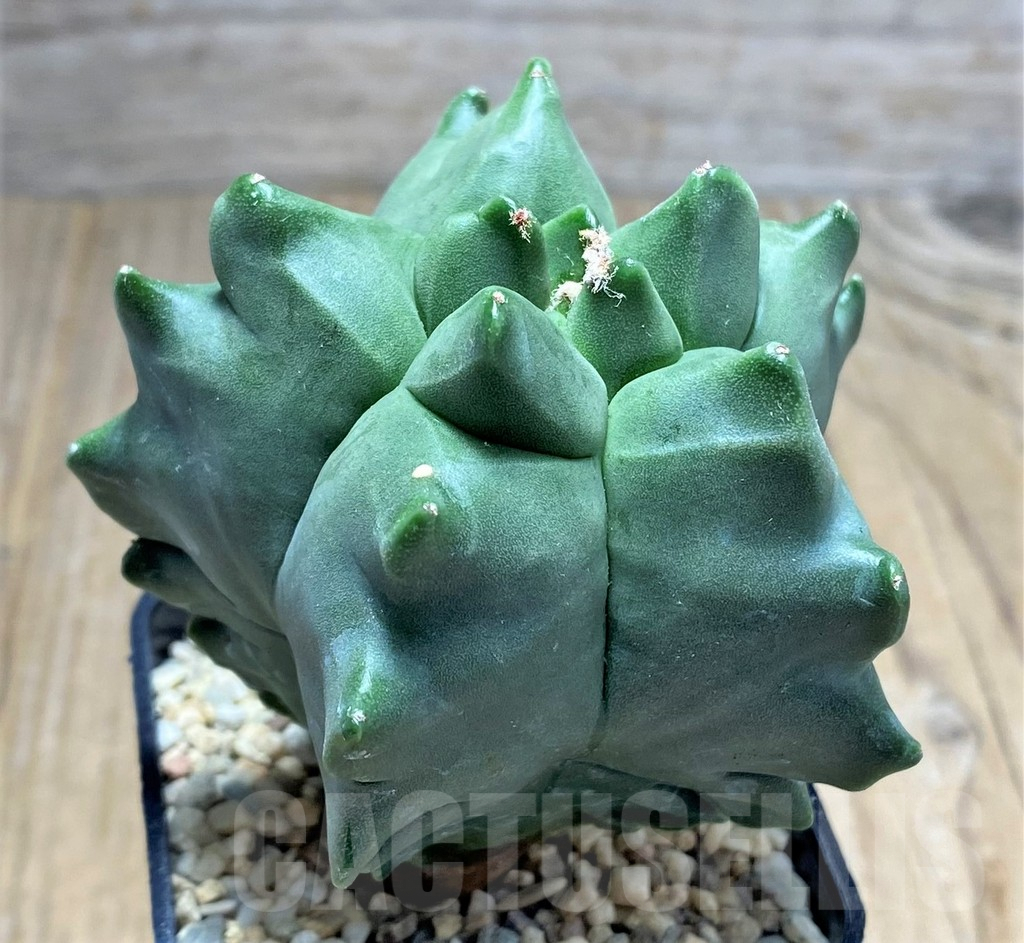 SHPR26662 Astrophytum myriostigma 'Kikko' - Obrázek 2