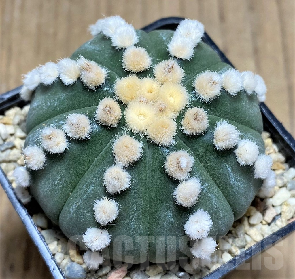 SHPR26664 Astrophytum asterias 'Ooibo'