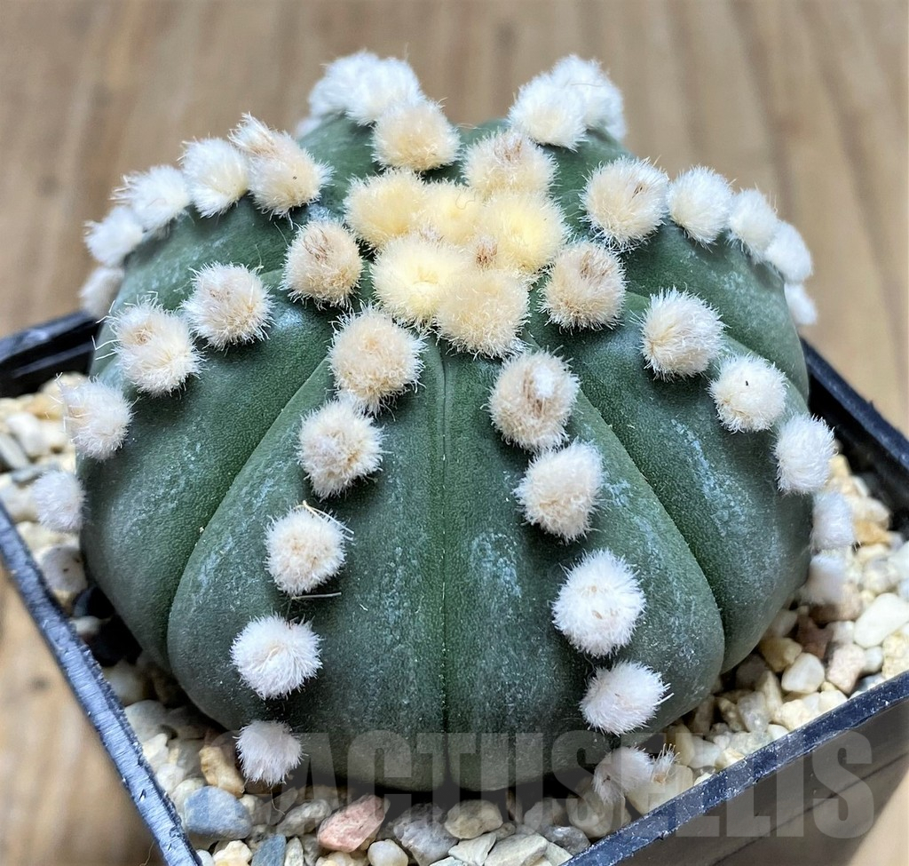 SHPR26664 Astrophytum asterias 'Ooibo' – Cactus-online