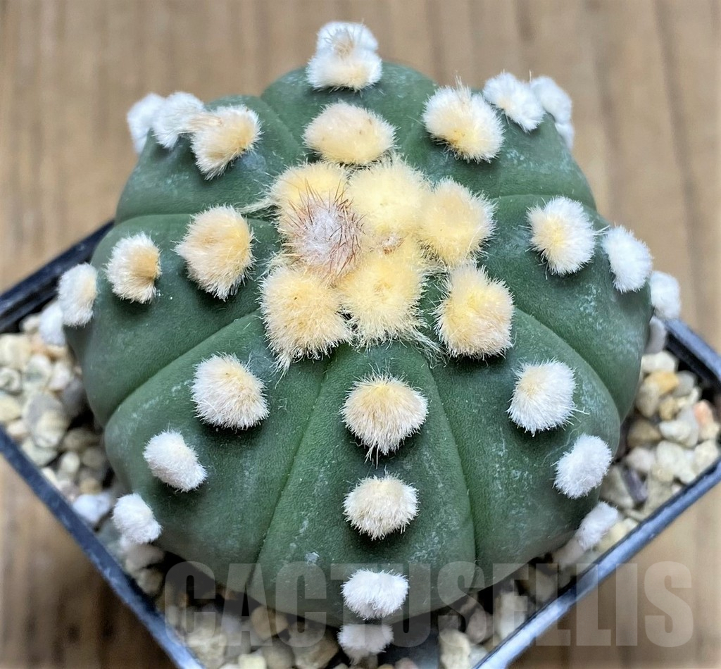 SHPR26665 Astrophytum asterias 'Ooibo'