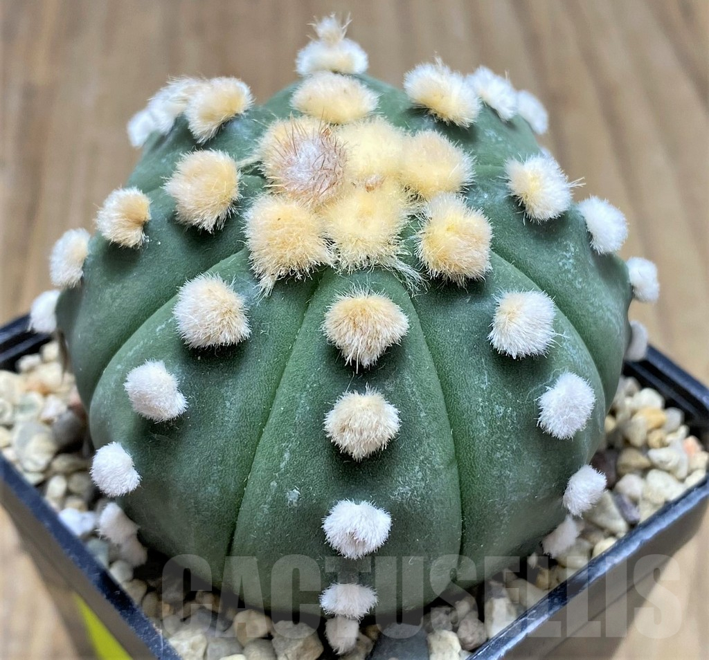SHPR26665 Astrophytum asterias 'Ooibo' - Image 2