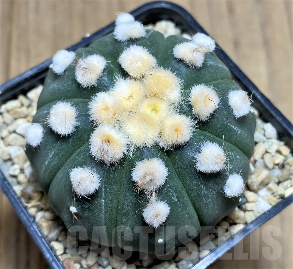 SHPR26666 Astrophytum asterias 'Ooibo'