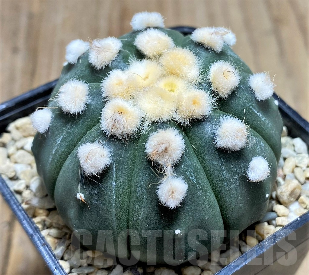 SHPR26666 Astrophytum asterias 'Ooibo' - Image 2