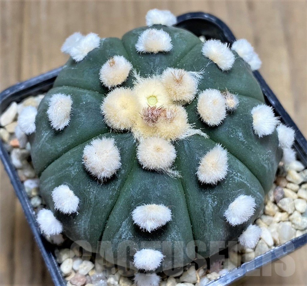 SHPR26667 Astrophytum asterias 'Ooibo'
