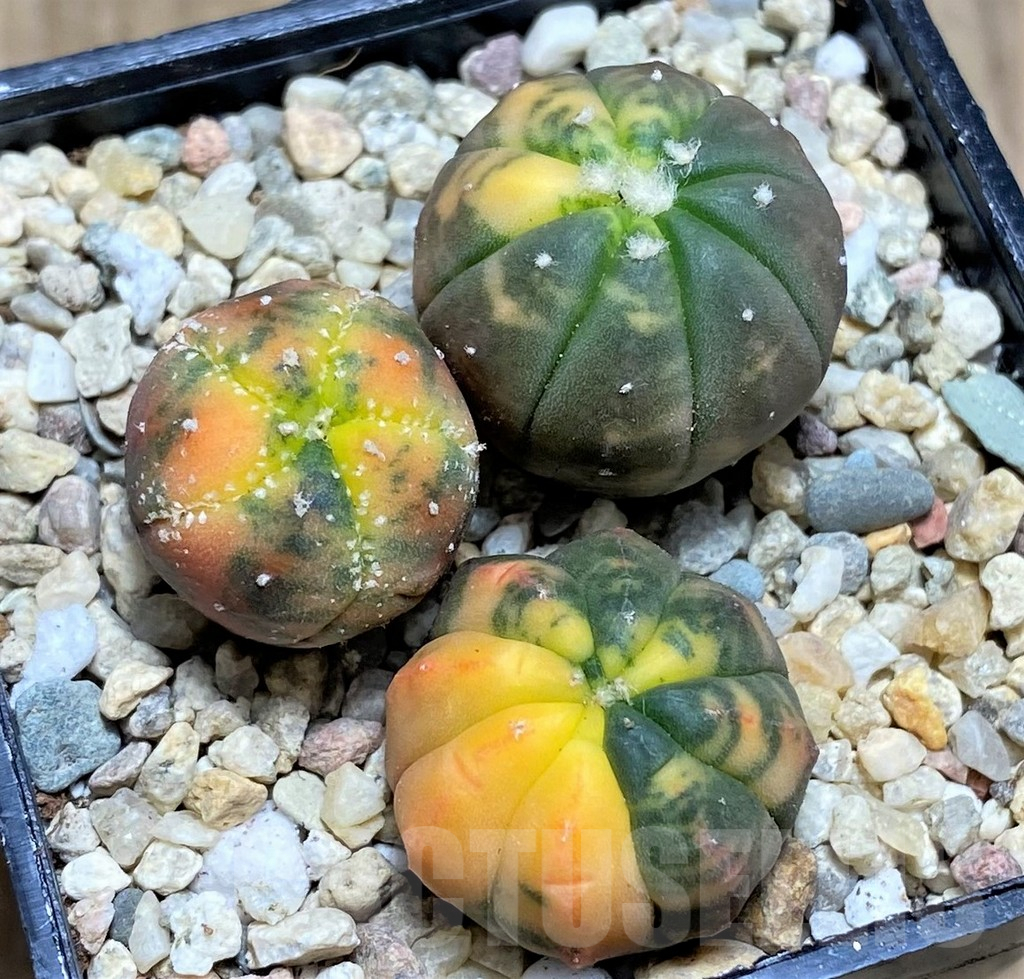 SHPR26669 Astrophytum asterias ‘Kikko Purple Skin Red’, 3 plants