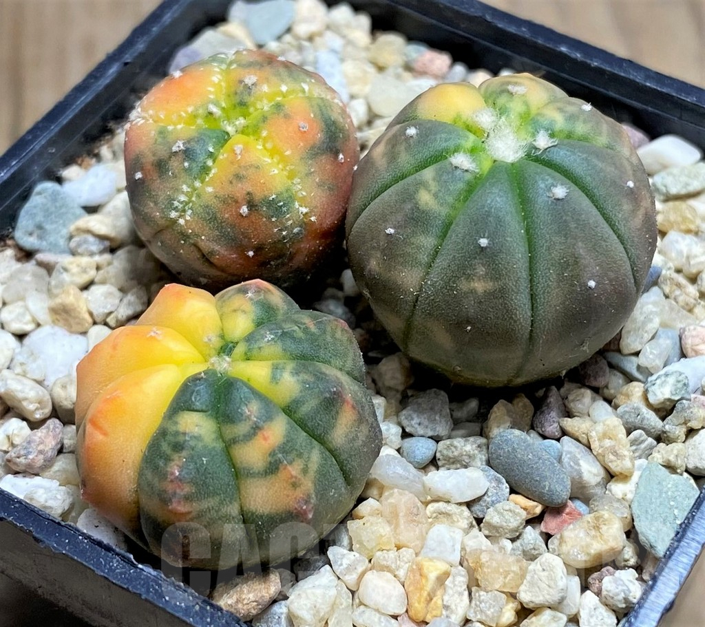 SHPR26669 Astrophytum asterias ‘Kikko Purple Skin Red’, 3 plants - Obrázek 2
