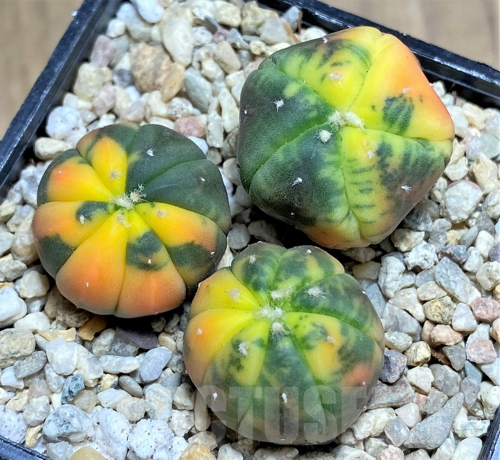 SHPR26671 Astrophytum asterias ‘Kikko Purple Skin Red’, 3 plants