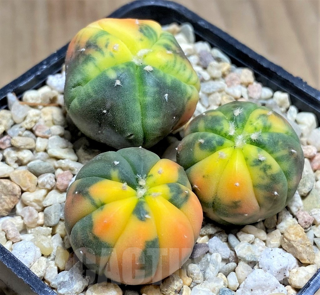 SHPR26671 Astrophytum asterias ‘Kikko Purple Skin Red’, 3 plants - Image 2