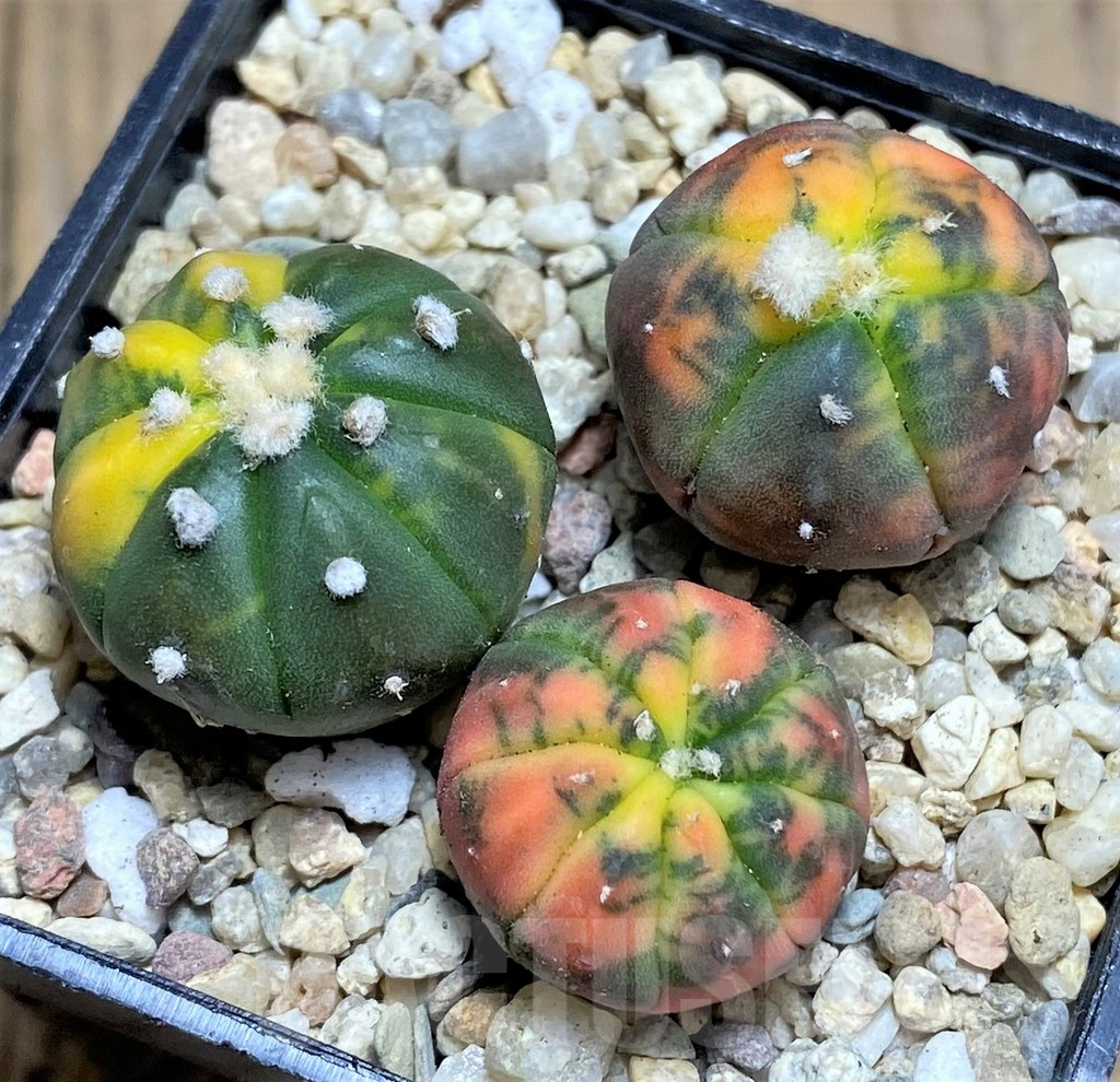 SHPR26672 Astrophytum asterias ‘Kikko Purple Skin Red’, 3 plants - Image 2