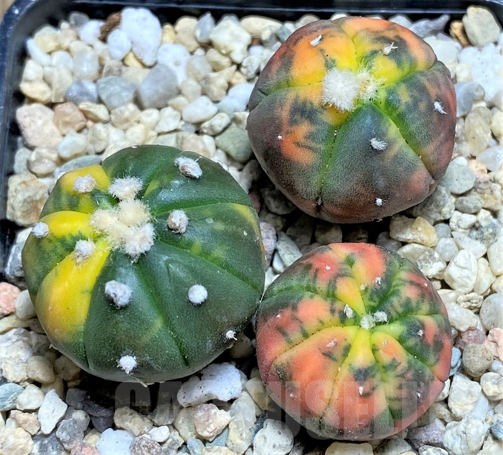 SHPR26672 Astrophytum asterias ‘Kikko Purple Skin Red’, 3 plants
