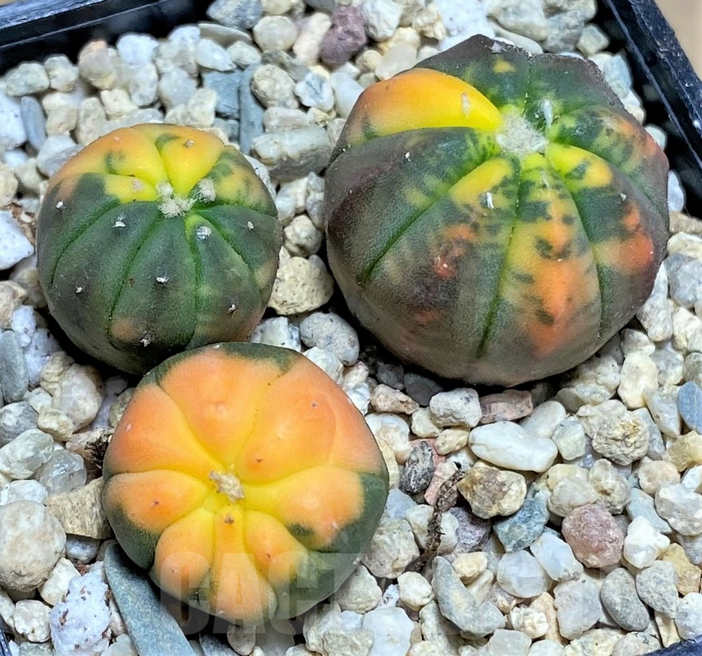 SHPR26673 Astrophytum asterias ‘Kikko Purple Skin Red’, 3 plants