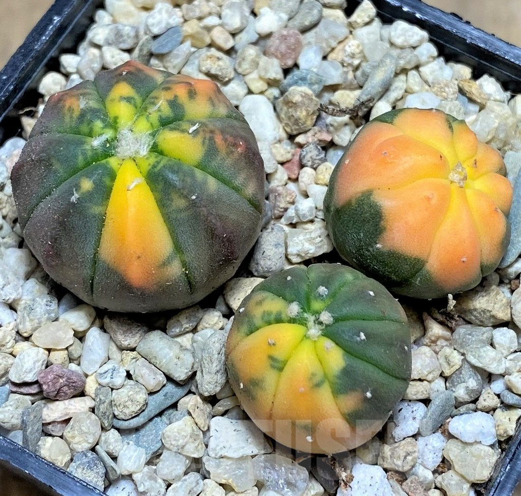 SHPR26673 Astrophytum asterias ‘Kikko Purple Skin Red’, 3 plants - Image 2
