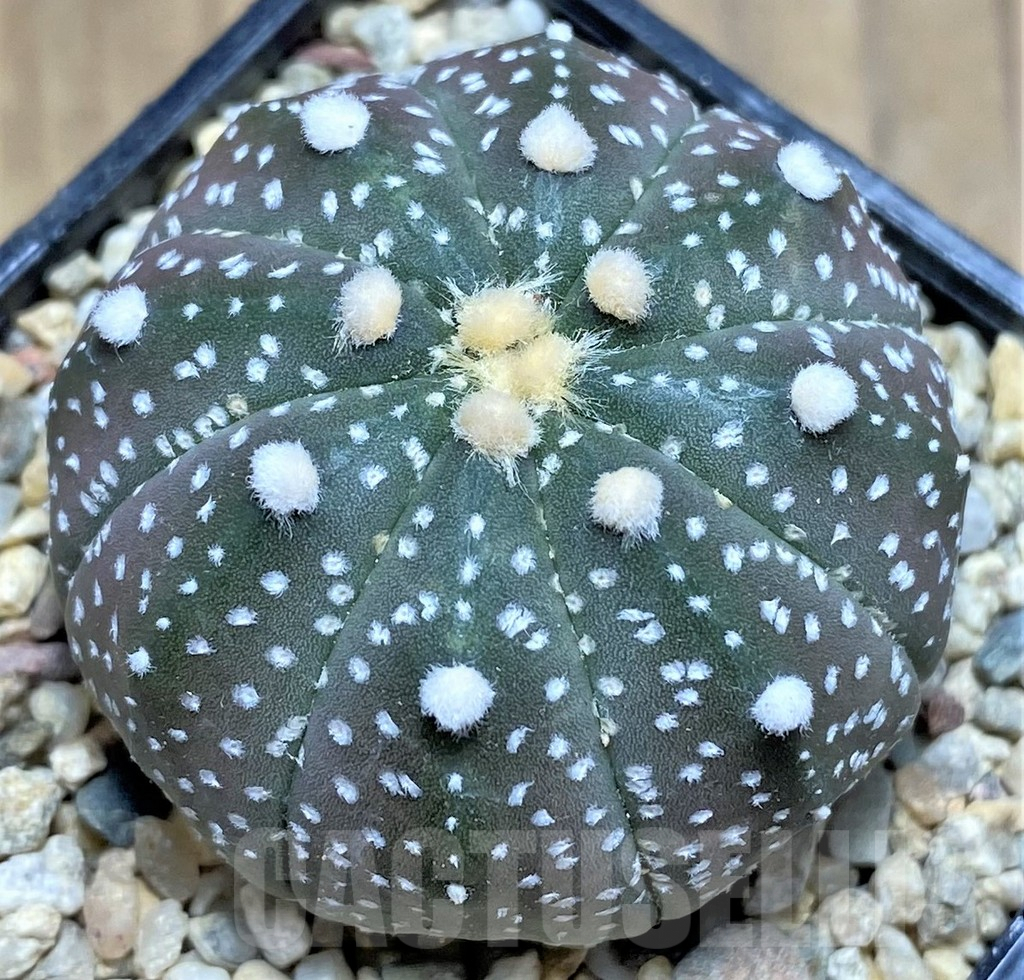 SHPR26674 Astrophytum asterias ‘Purple skin’