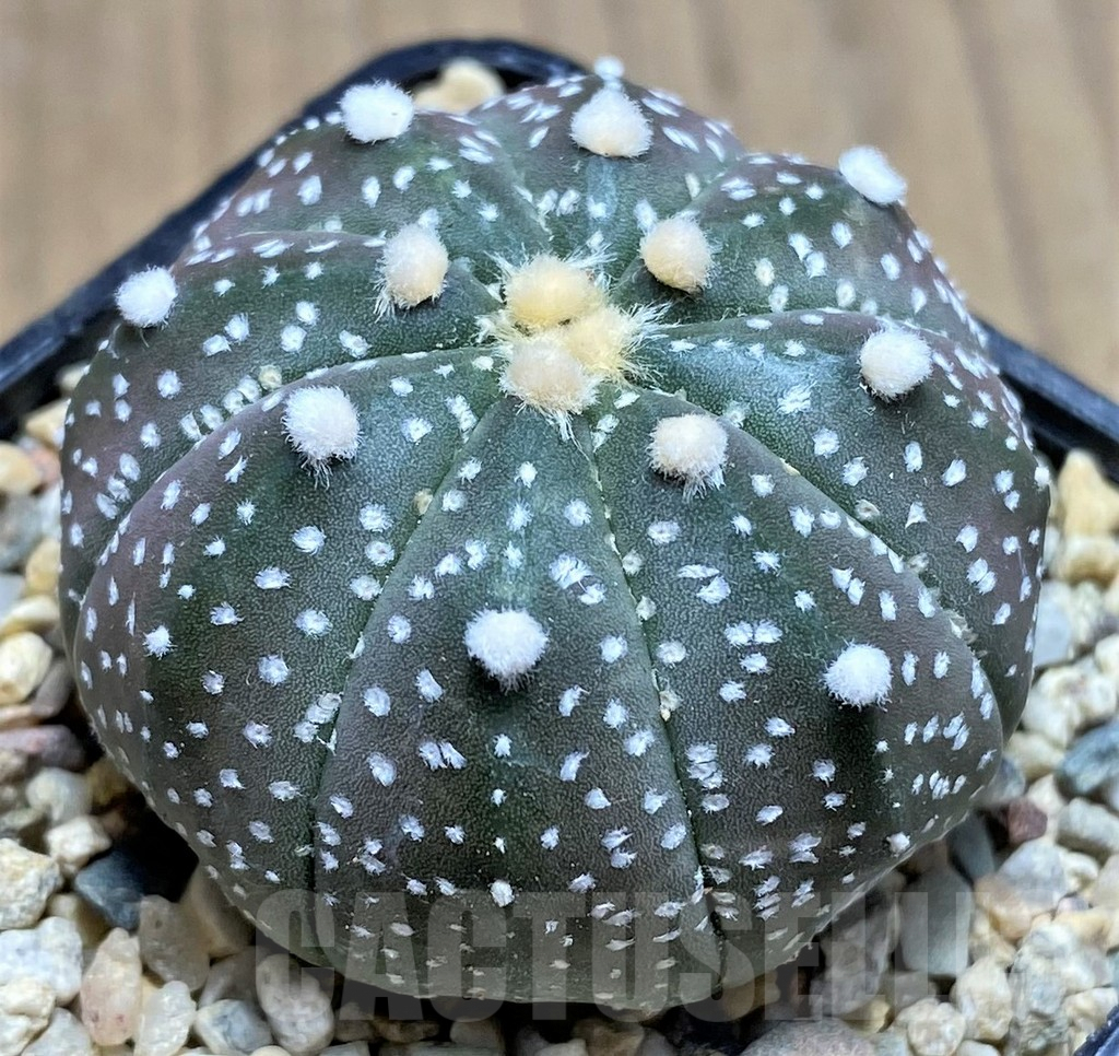 SHPR26674 Astrophytum asterias ‘Purple skin’ - Image 2
