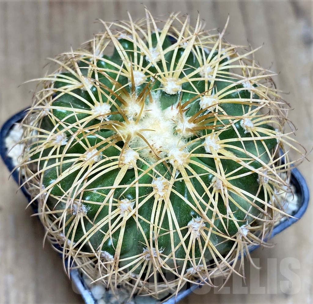 SHPR26691 Discocactus bahiensis - Image 2