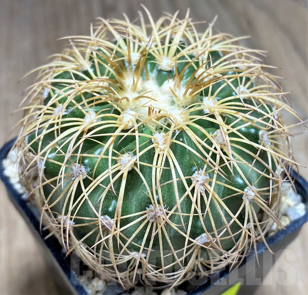 SHPR26691 Discocactus bahiensis