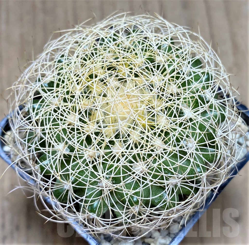 SHPR26692 Discocactus araneispinus