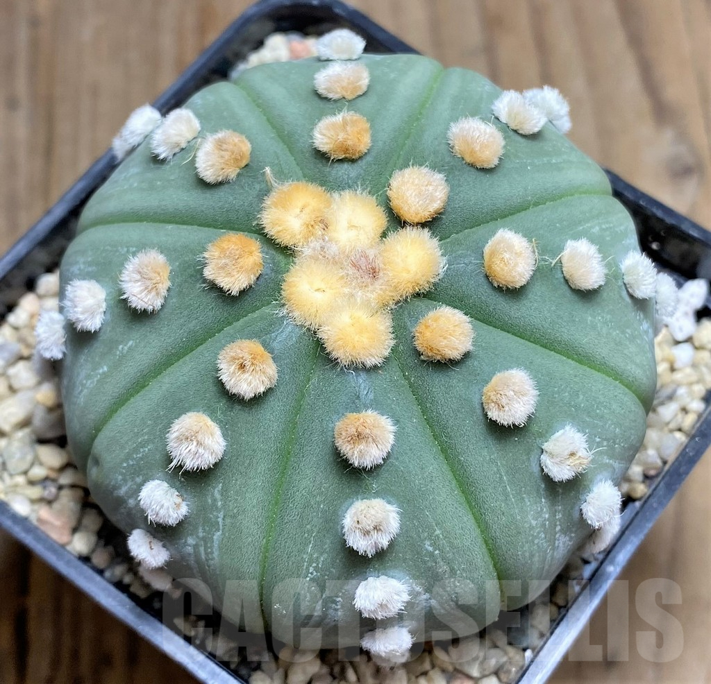 SHPR26703 Astrophytum asterias ‘Shinshowa’, pink flowers