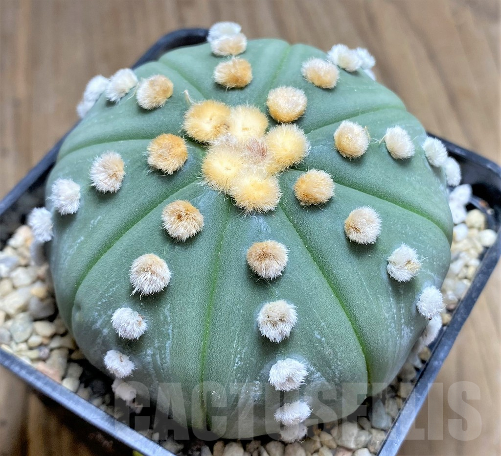 SHPR26703 Astrophytum asterias ‘Shinshowa’, pink flowers - Image 2