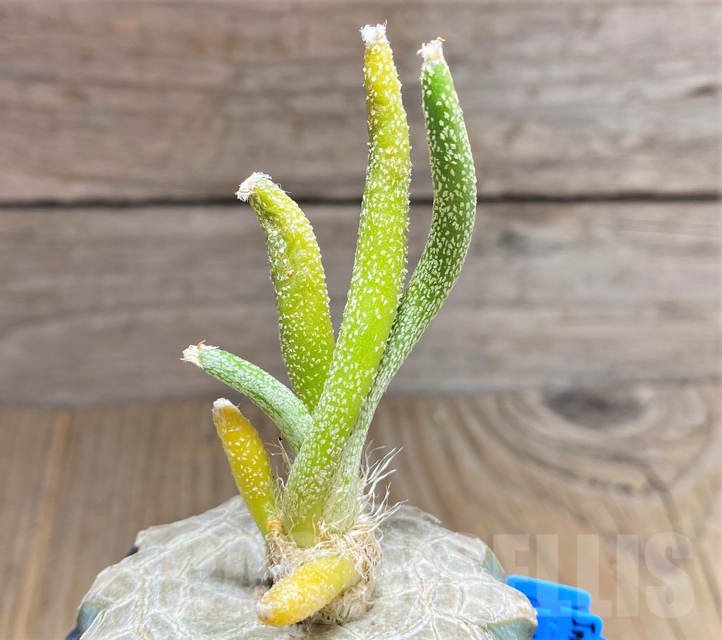 SHPR26704 Astrophytum caput-medusae, grafted