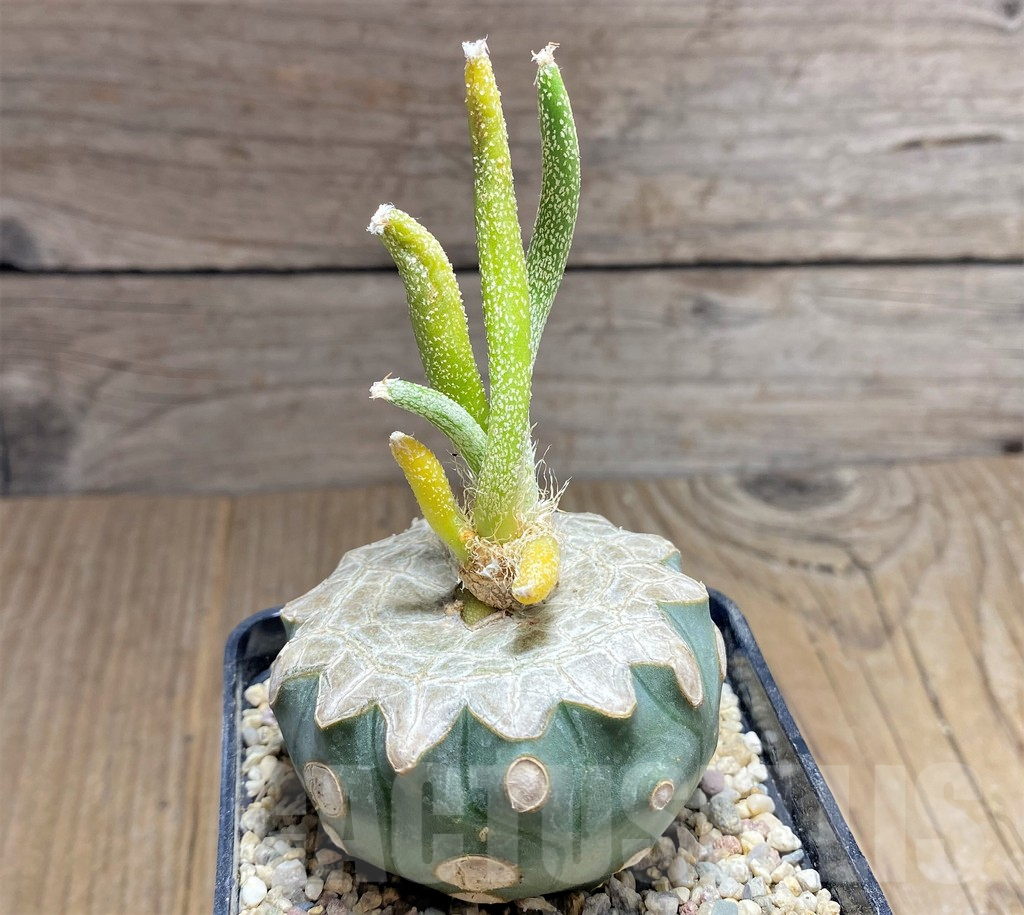 SHPR26704 Astrophytum caput-medusae, grafted - Image 2