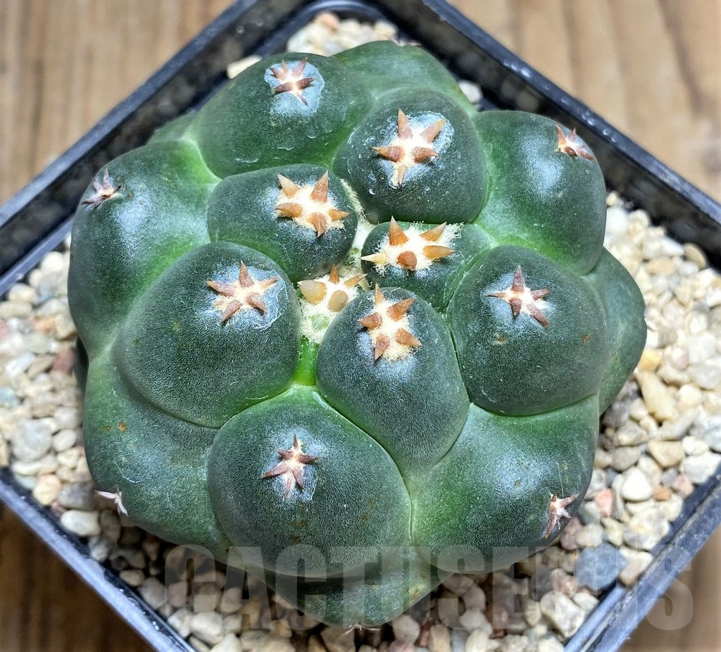 SHPR26707 Coryphantha elephantidens ‘Tanshi’