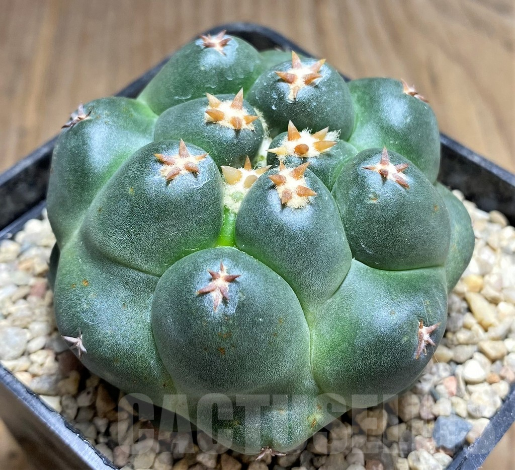 SHPR26707 Coryphantha elephantidens ‘Tanshi’ - Image 2