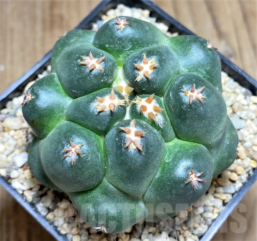 SHPR26708 Coryphantha elephantidens ‘Tanshi’