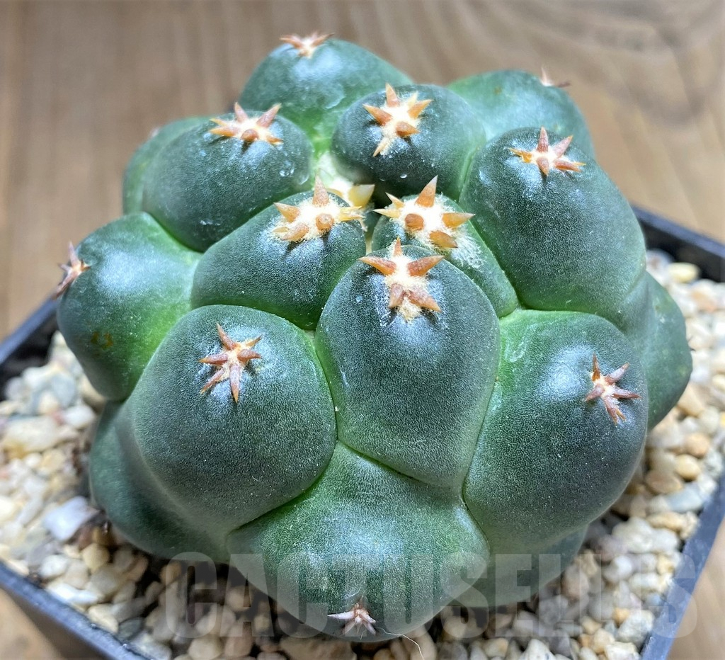 SHPR26708 Coryphantha elephantidens ‘Tanshi’ - Image 2