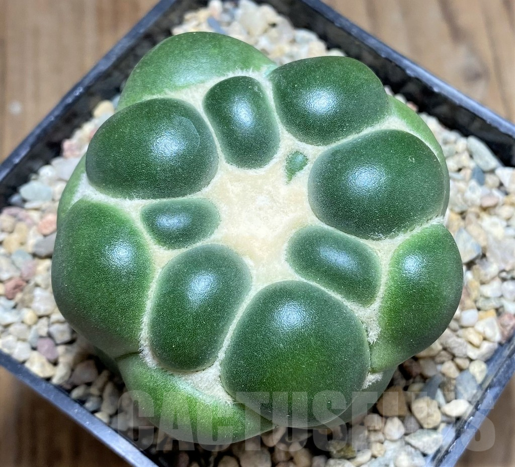 SHPR26709 Coryphantha elephantidens f. inermis