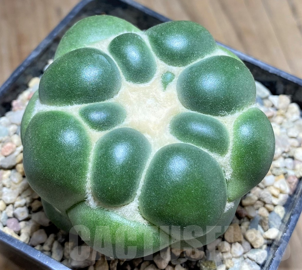 SHPR26709 Coryphantha elephantidens f. inermis - Image 2