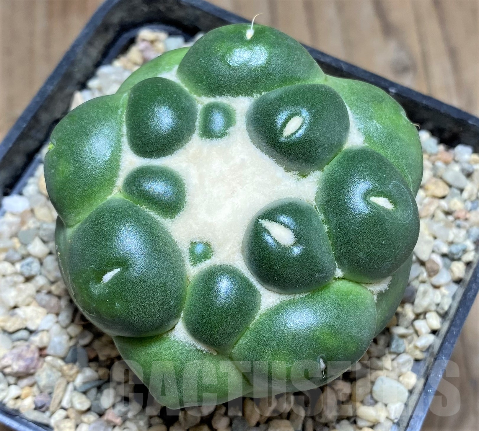 SHPR26710 Coryphantha elephantidens f. inermis