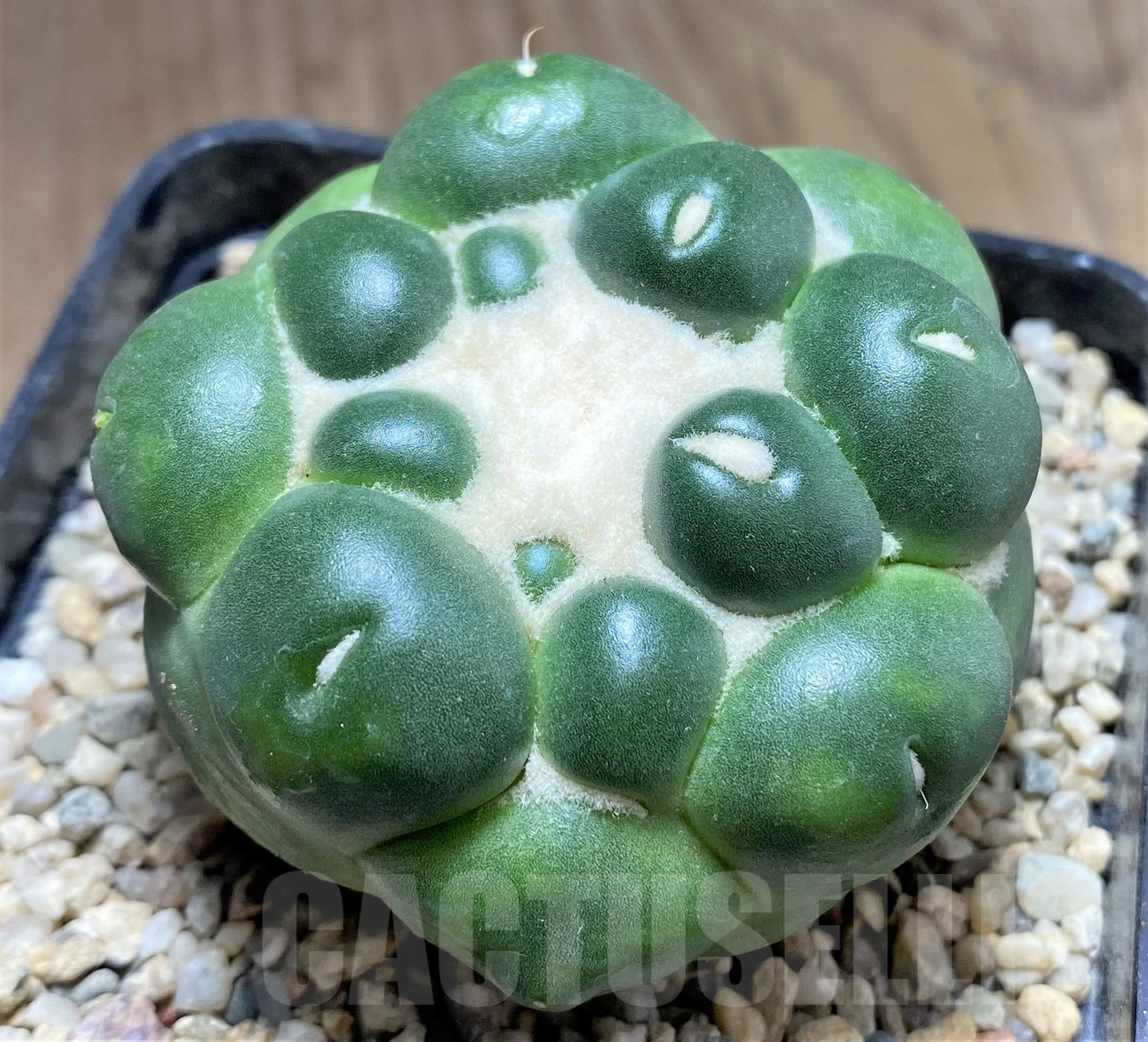 SHPR26710 Coryphantha elephantidens f. inermis - Image 2