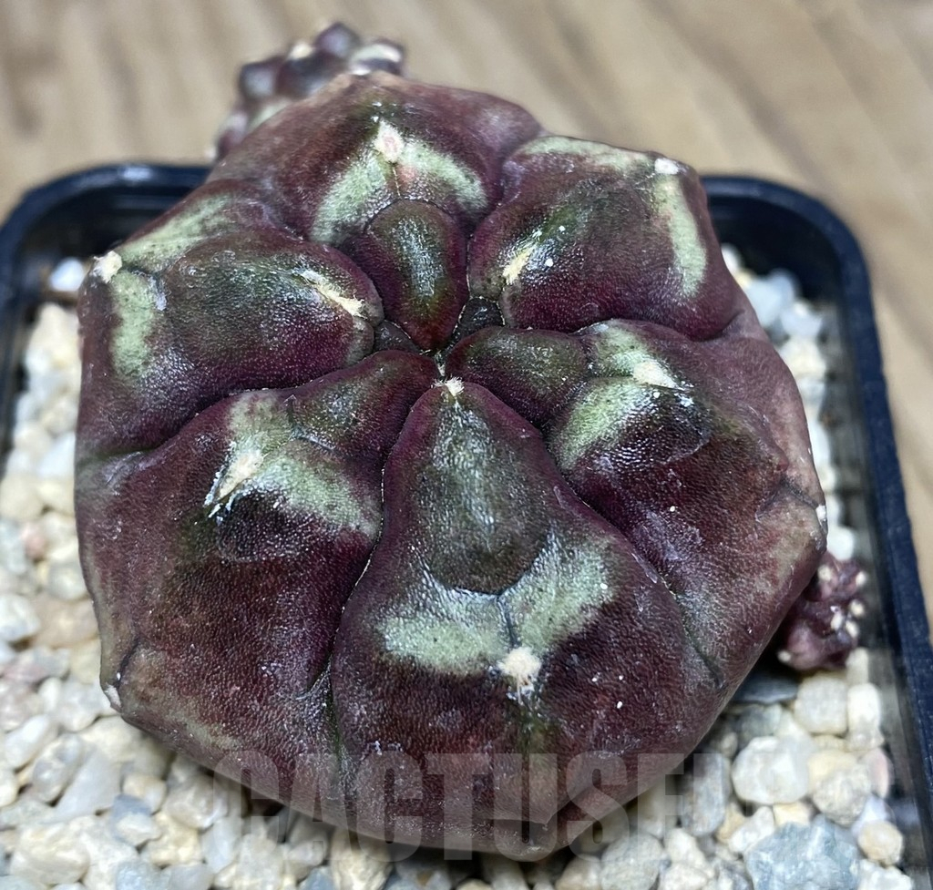 SHPR26712 Gymnocalycium mihanovichii 'Day Dream'
