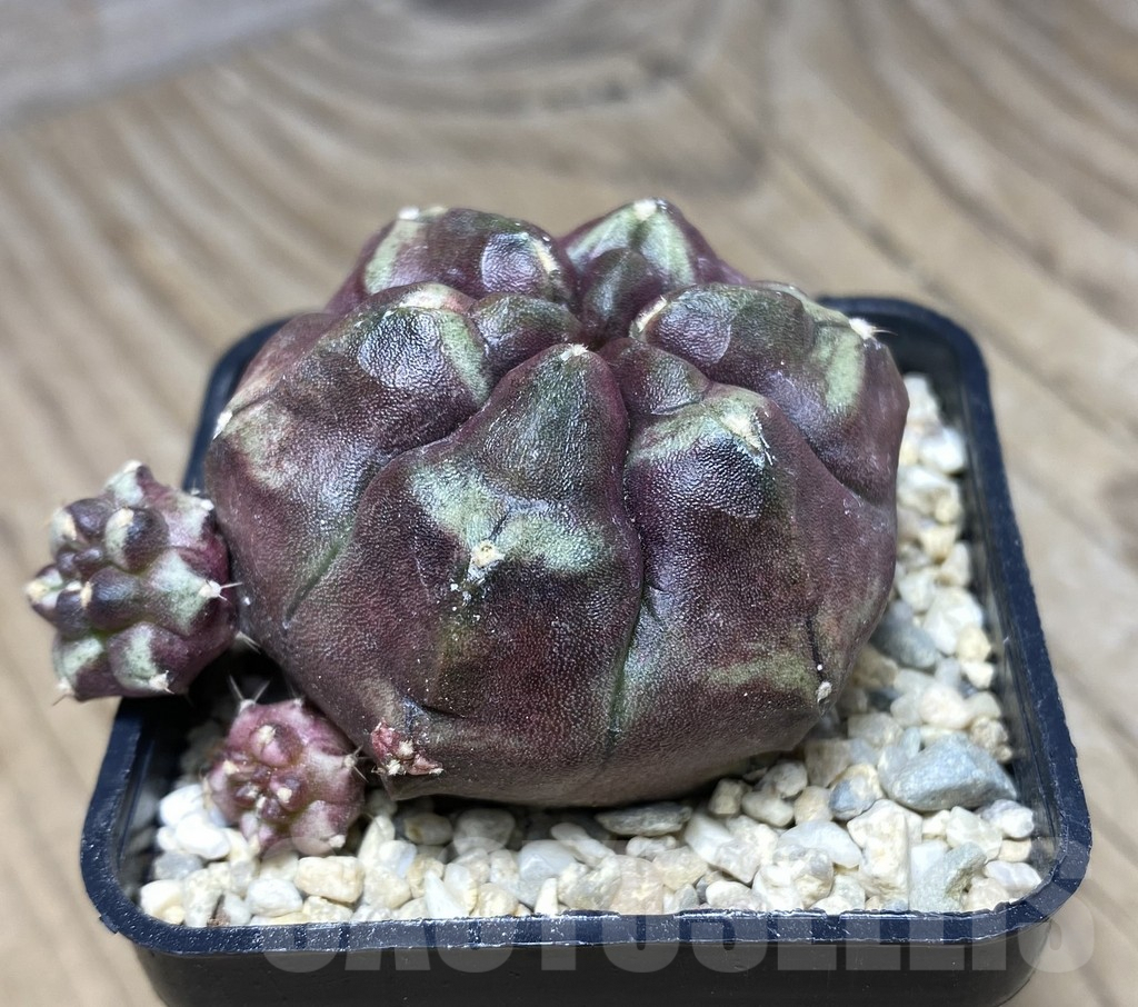 SHPR26712 Gymnocalycium mihanovichii 'Day Dream' - Image 2