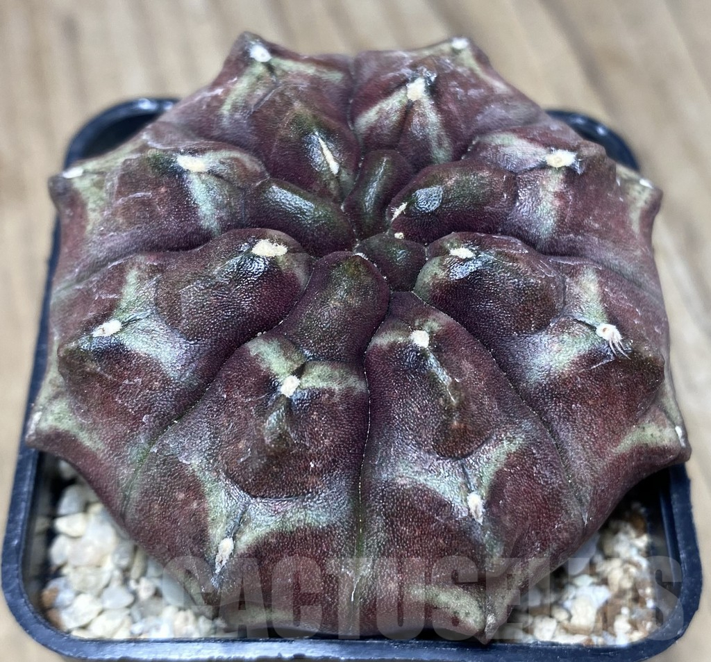 SHPR26713 Gymnocalycium mihanovichii 'Day Dream'
