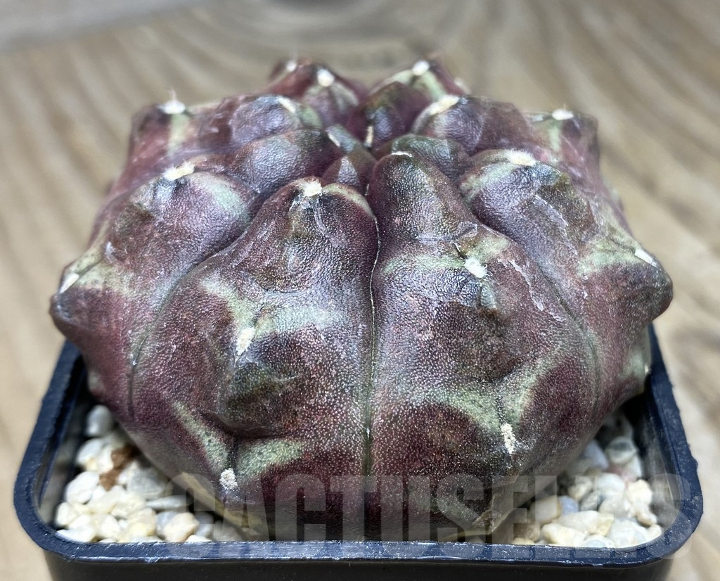 SHPR26713 Gymnocalycium mihanovichii 'Day Dream' - Image 2