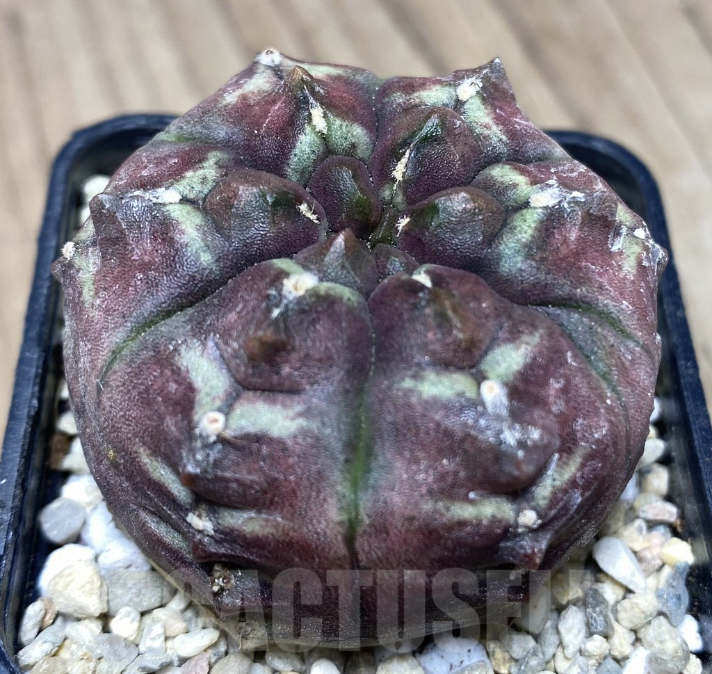 SHPR26714 Gymnocalycium mihanovichii 'Day Dream'