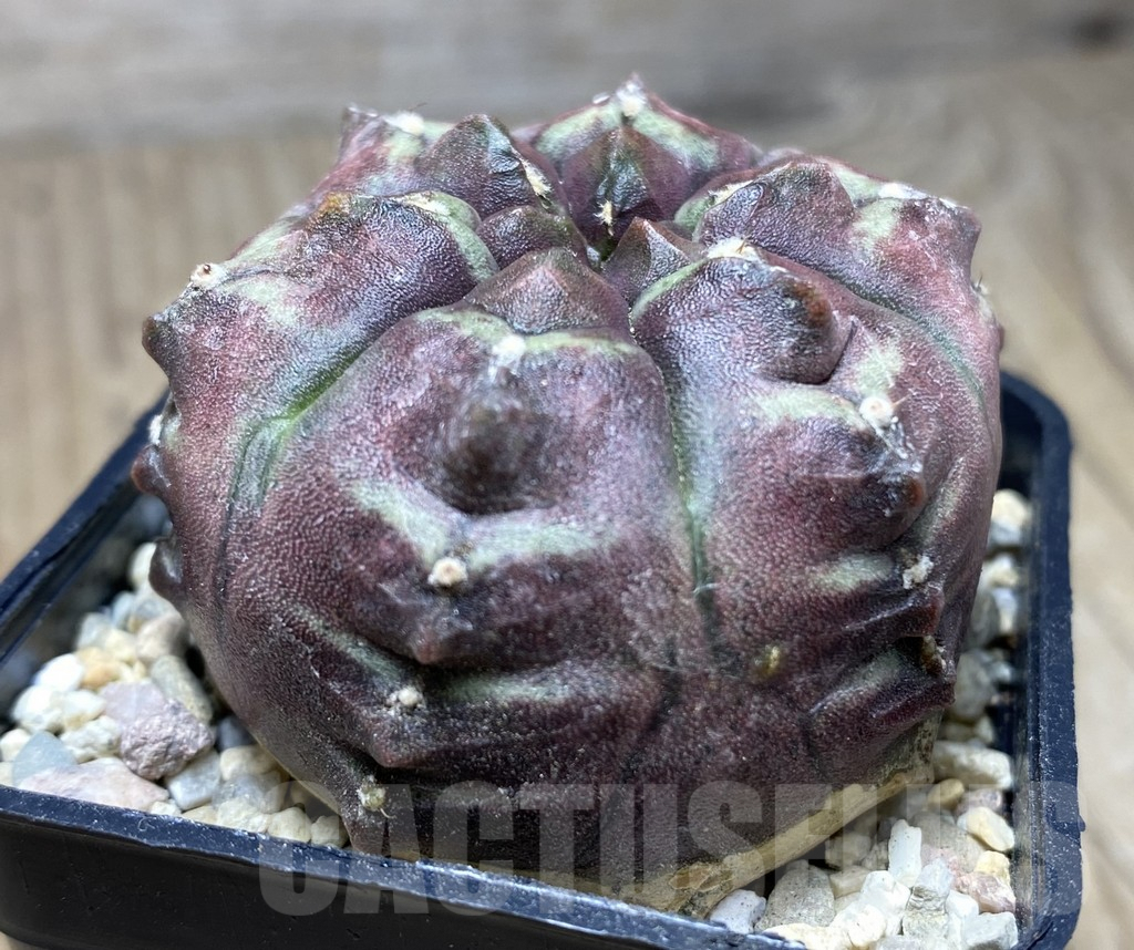 SHPR26714 Gymnocalycium mihanovichii 'Day Dream' - Image 2
