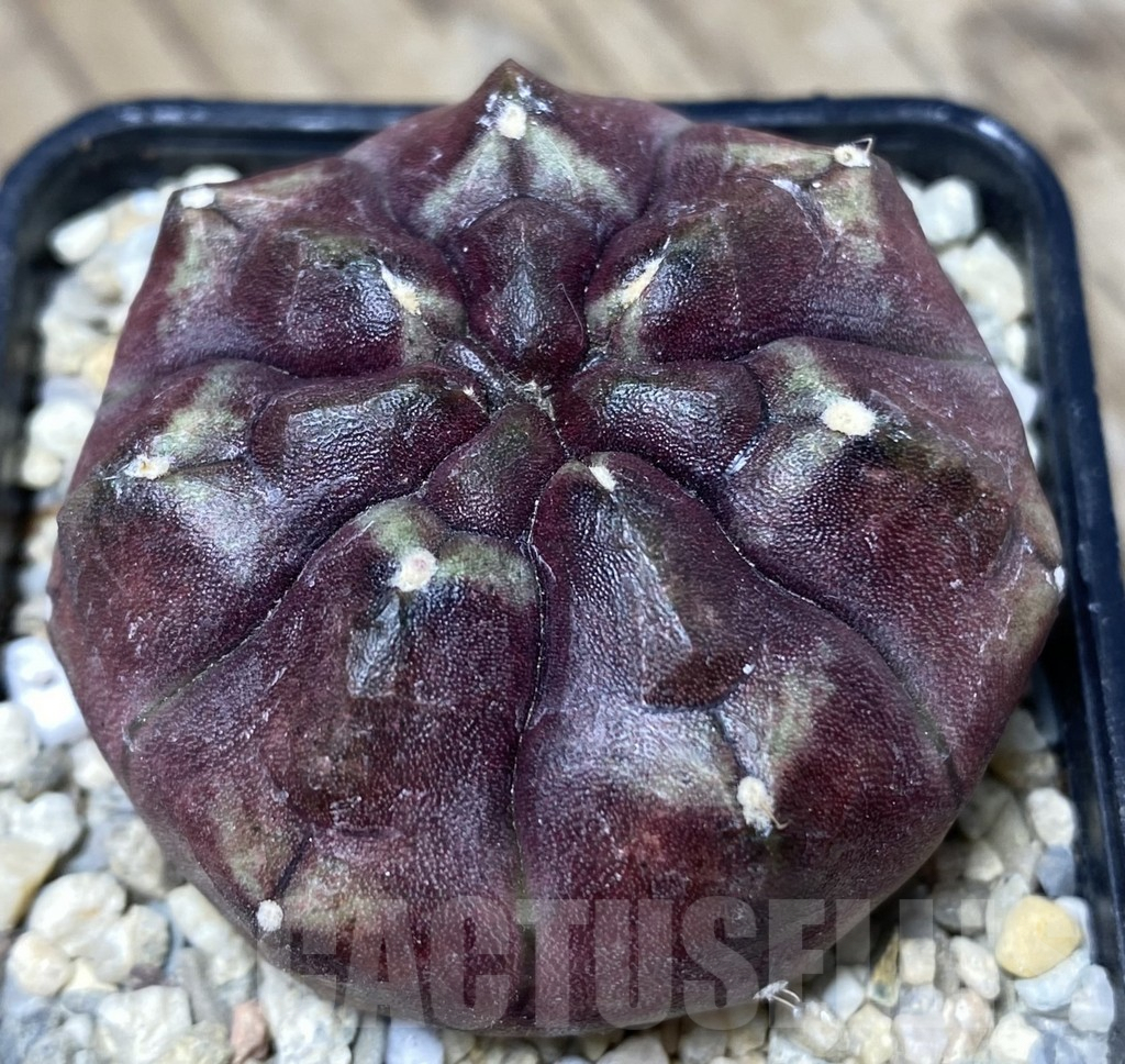 SHPR26715 Gymnocalycium mihanovichii 'Day Dream'