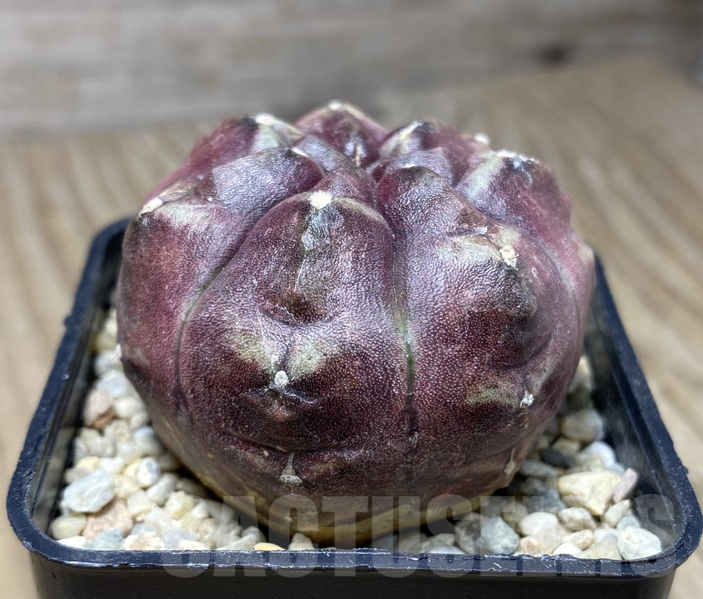 SHPR26715 Gymnocalycium mihanovichii 'Day Dream' - immagine 2
