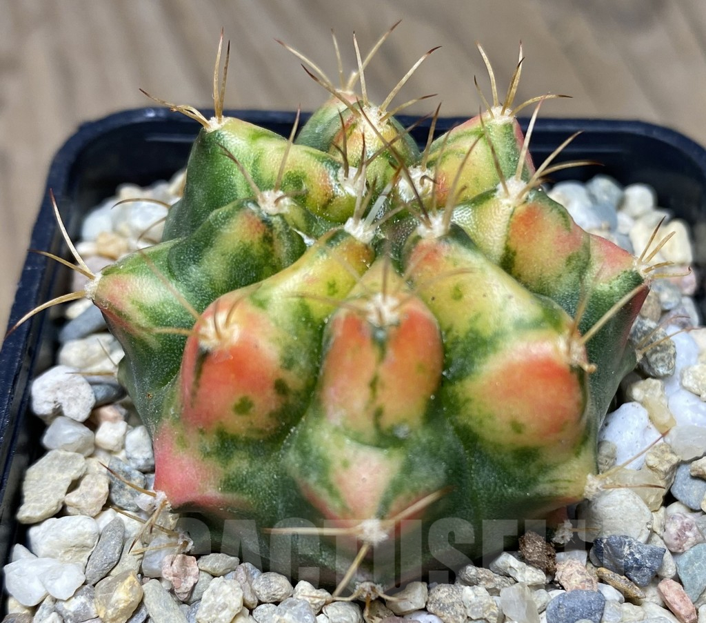 SHPR26716 Gymnocalycium mihanovichii 'Corn Butter'