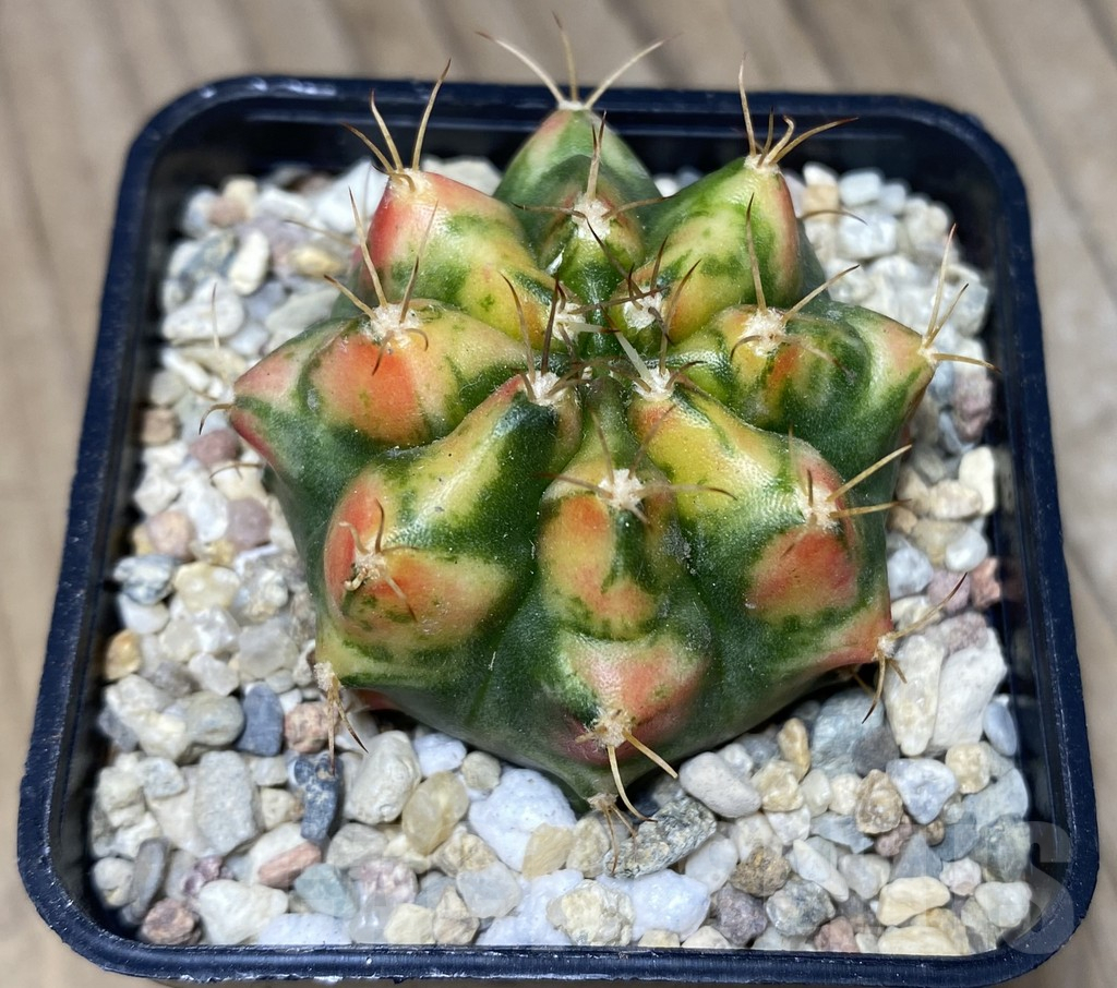 SHPR26716 Gymnocalycium mihanovichii 'Corn Butter' - immagine 2