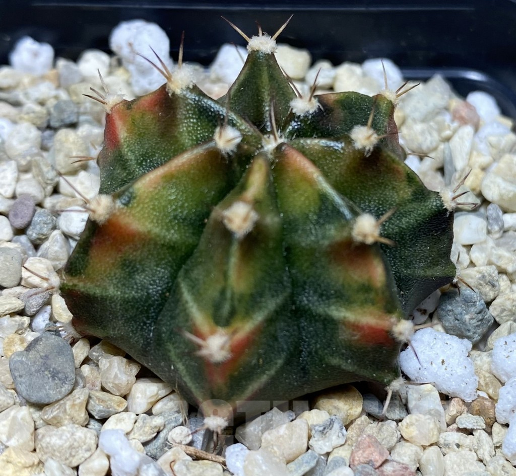 SHPR26719 Gymnocalycium mihanovichii 'Spicy Miso'