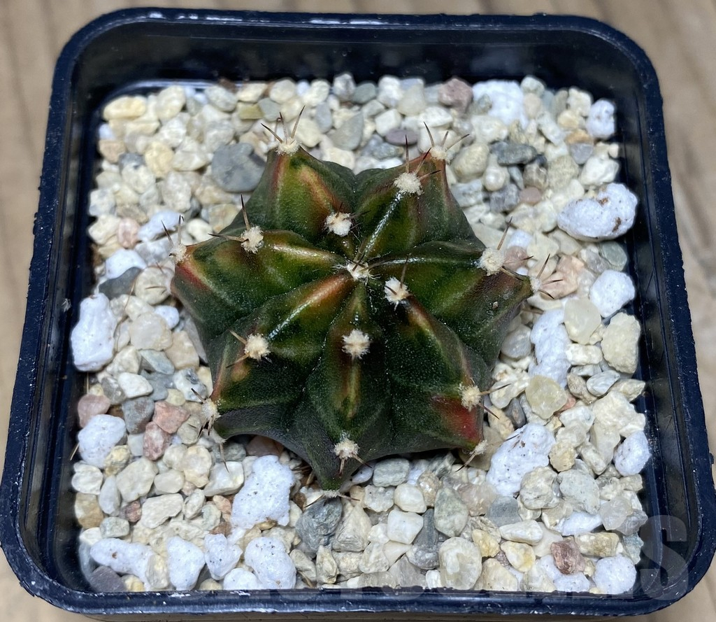 SHPR26719 Gymnocalycium mihanovichii 'Spicy Miso' - immagine 2