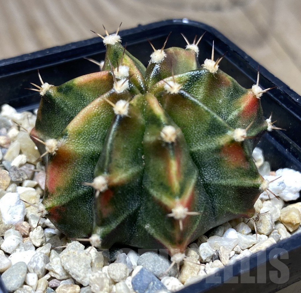 SHPR26720 Gymnocalycium mihanovichii 'Spicy Miso'