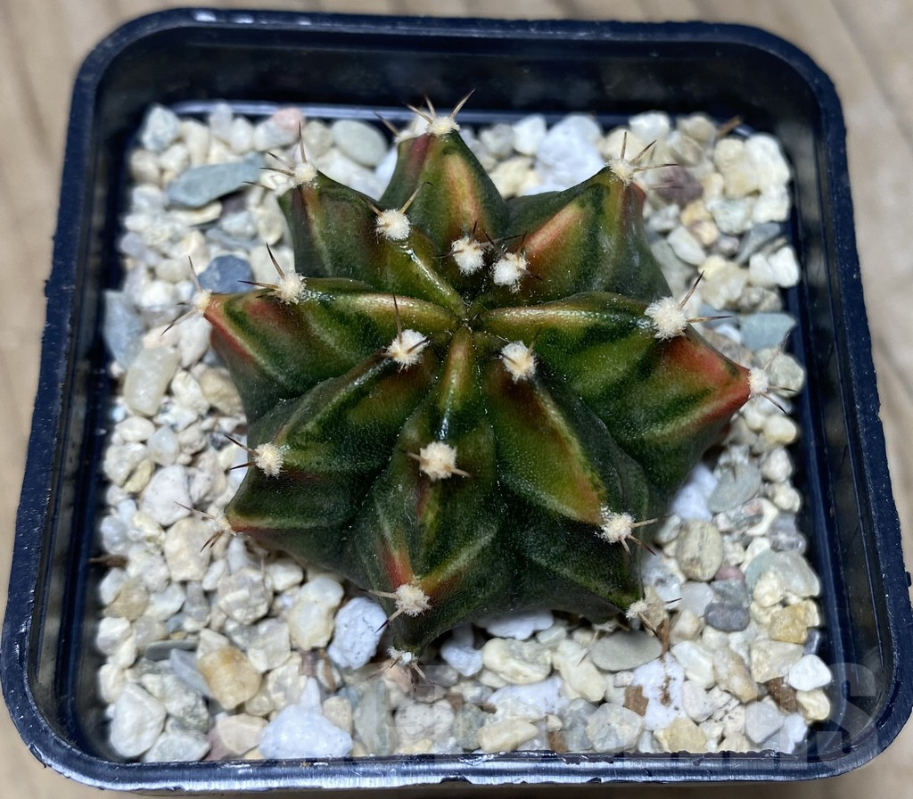 SHPR26720 Gymnocalycium mihanovichii 'Spicy Miso' - Image 2