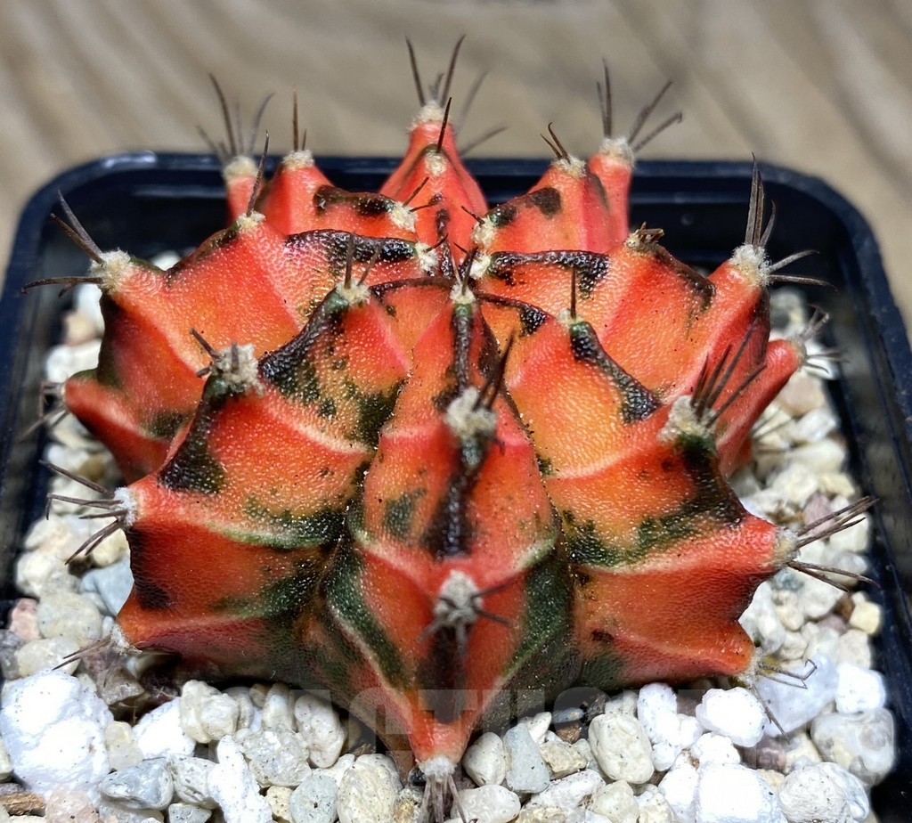 SHPR26722 Gymnocalycium mihanovichii 'Japan Tiger'
