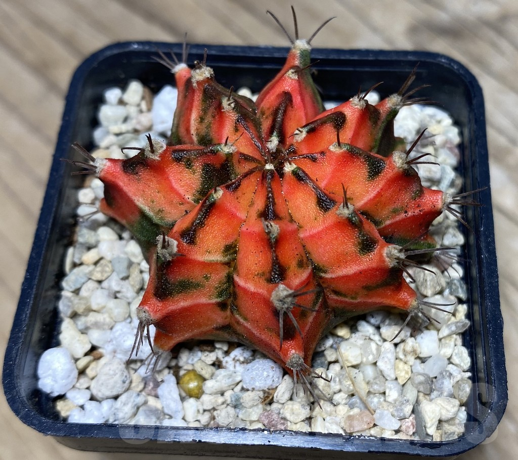 SHPR26722 Gymnocalycium mihanovichii 'Japan Tiger' - Image 2
